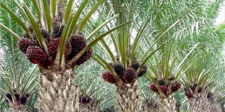 Harga CPO di Jambi Turun Rp229 Perkilo, TBS Pun Nasibnya Begini...