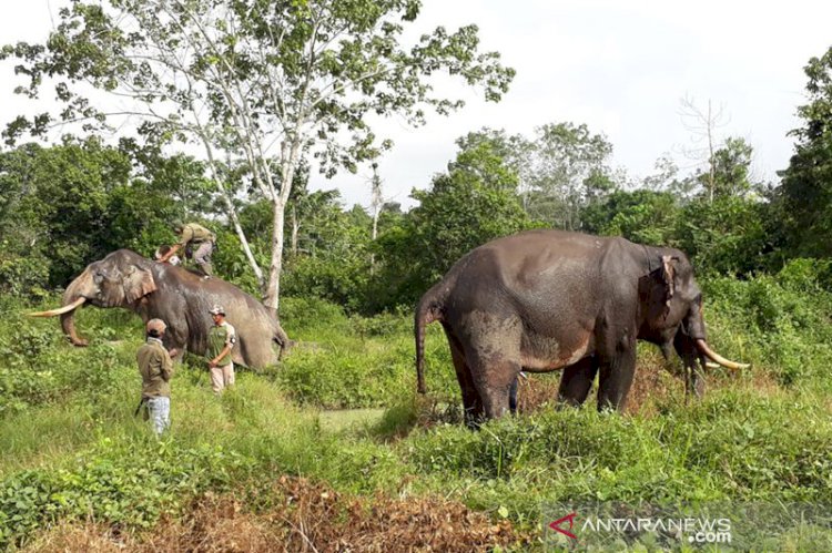 11 Ekor Gajah Liar Sambangi Pemukiman Warga Kampar