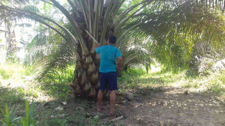 Harga TBS Petani Muarojambi Murah, Pemerintah Kasih Solusi Begini
