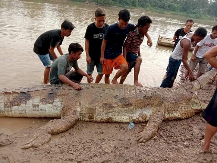 Buaya Raksasa 6 Meter dan Ganas Ditangkap Warga Tebo
