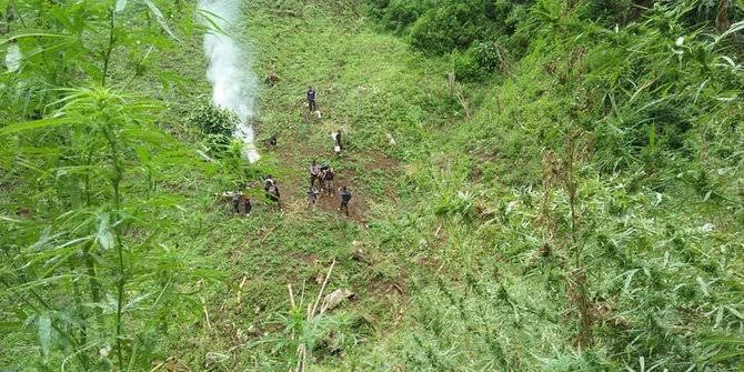 Polisi Temuka 420 Ribu Batang Ganja di Pegunungan Tor Sihite Madina