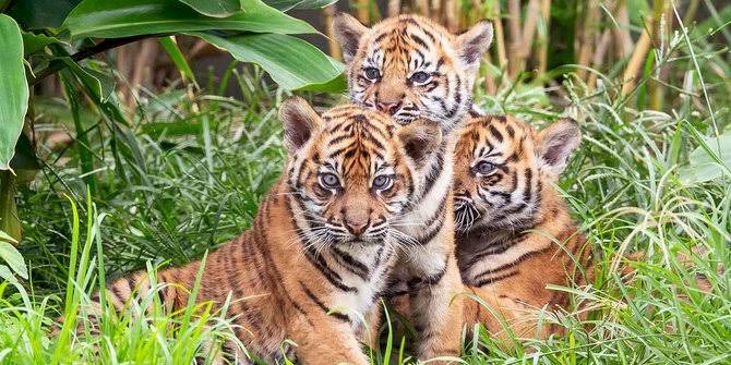Cemas! Enam Petani Minta Dievakuasi, Mengaku Telah Melihat Tujuh Harimau