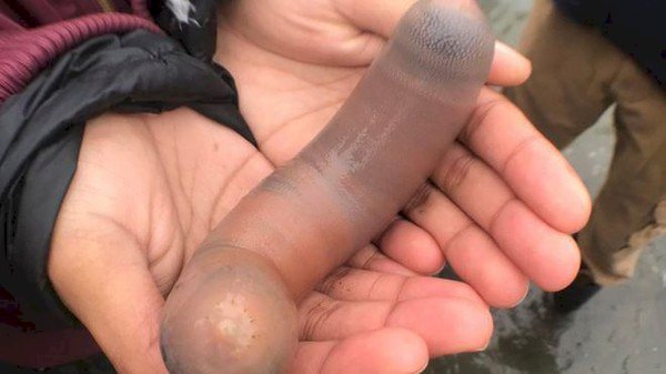 Penampakan Ikan Penis Yang Gegerkan Pantai California
