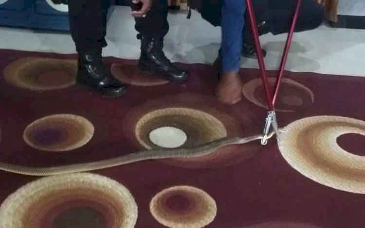 Ngeri! Ular Kobra 1,5 Meter Masuk ke Kamar Tidur Warga di Sampit