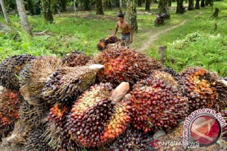 Pekan Ini Harga Inti Sawit di Jambi Turun Rp504 Perkilogram